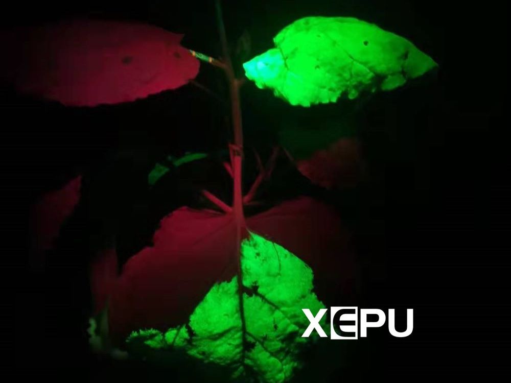 GFP fluorescence in leaves