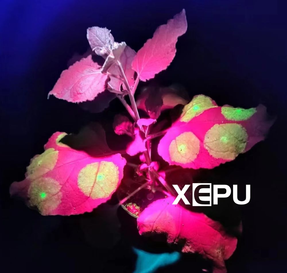 GFP expression in tobacco leaves