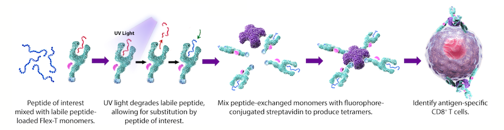 Flex-T monomer and UV-induced peptide exchange process