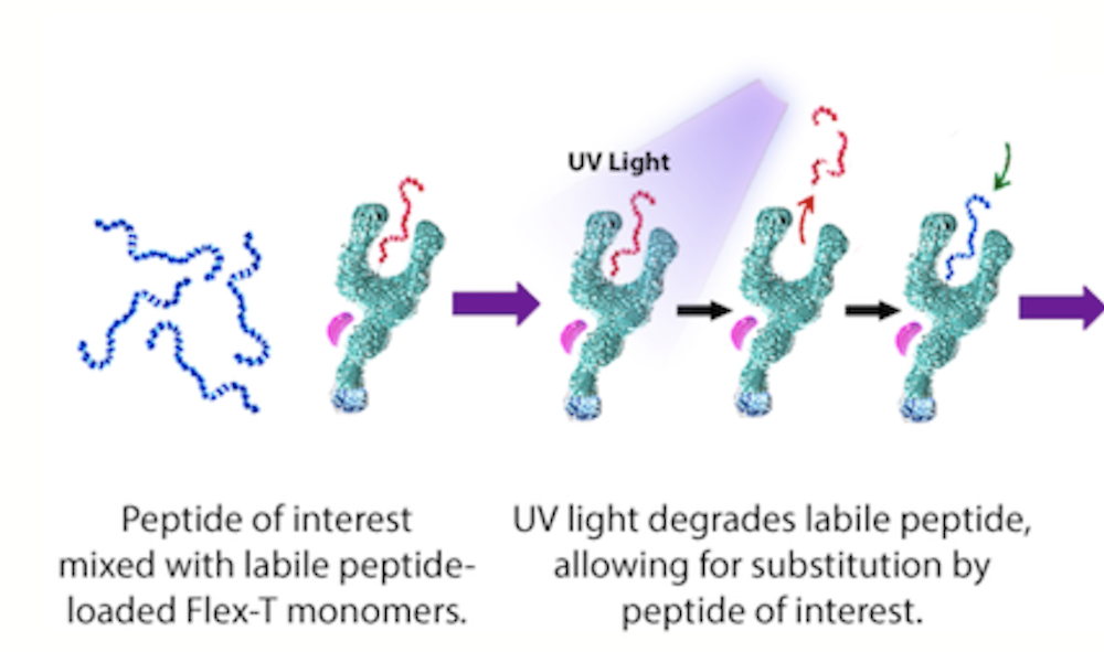 UV Lamps for ​Flex-T and UV-Mediated Peptide Exchange