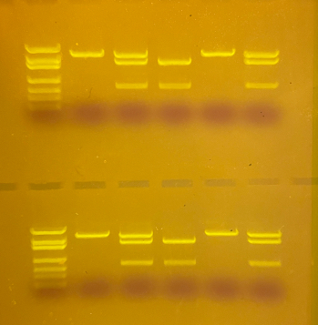 sybr safe bands under blue light transilluminator