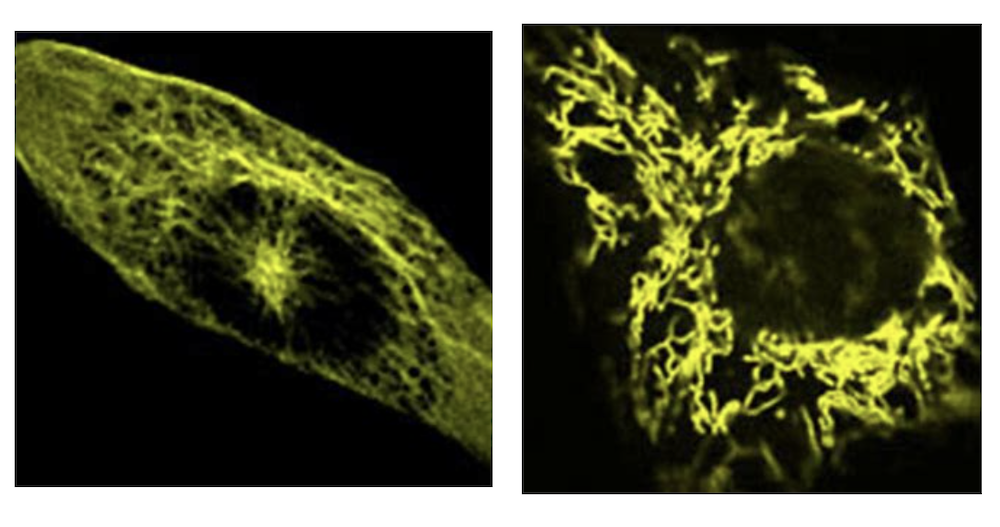 Yellow fluorescent protein (YFP)