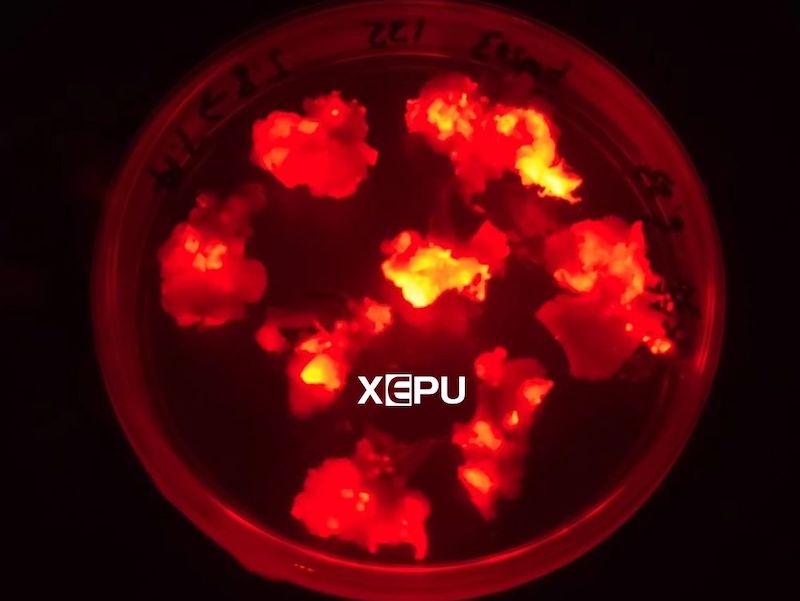 red fluorescent protein in plant callus tissue