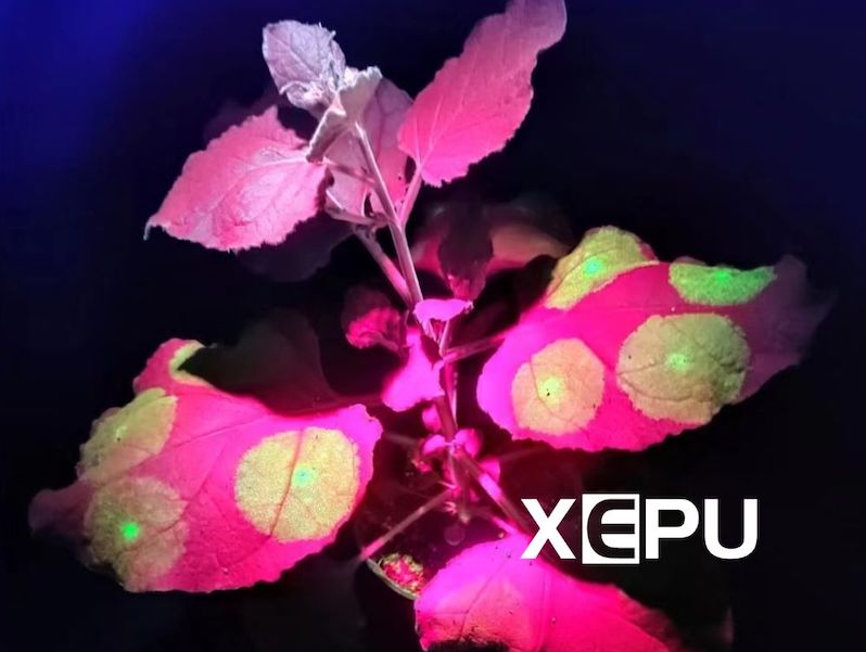 GFP expression on tobacco leaves