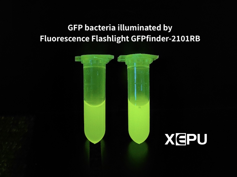 Visualization of Bacteria Labeled with GFP Green Fluorescent Protein