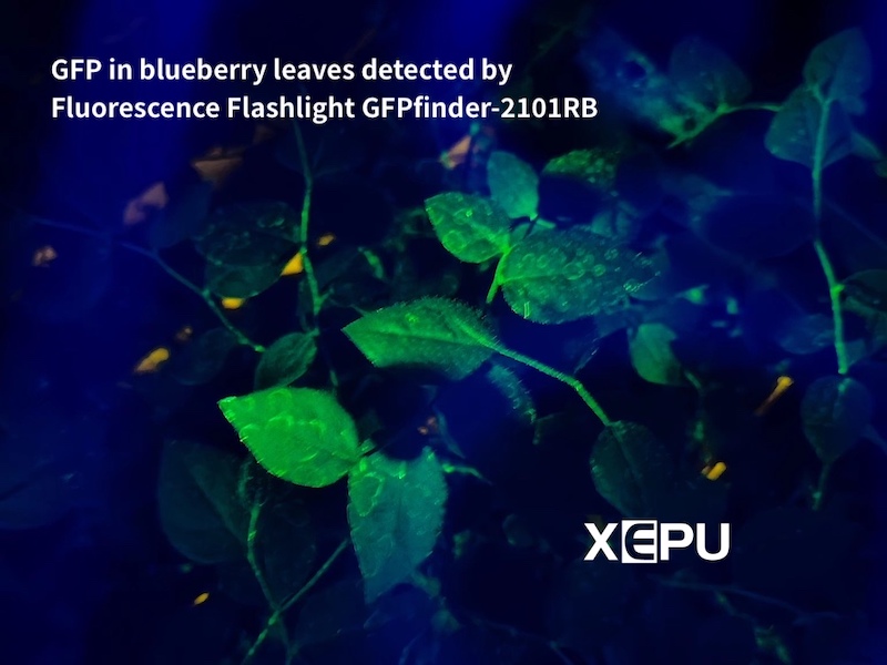 GFP fluorescence in blueberry leaves detected by Fluorescence Flashlight GFPfinder-2101RB
