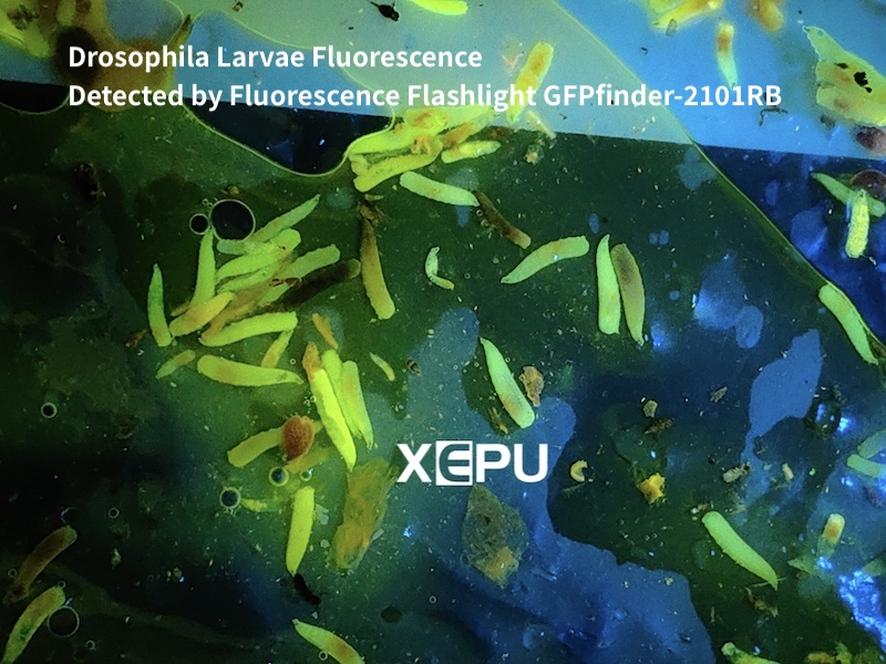fluorescent Drosophila Larvae under Fluorescence Flashlight GFPfinder-2101RB