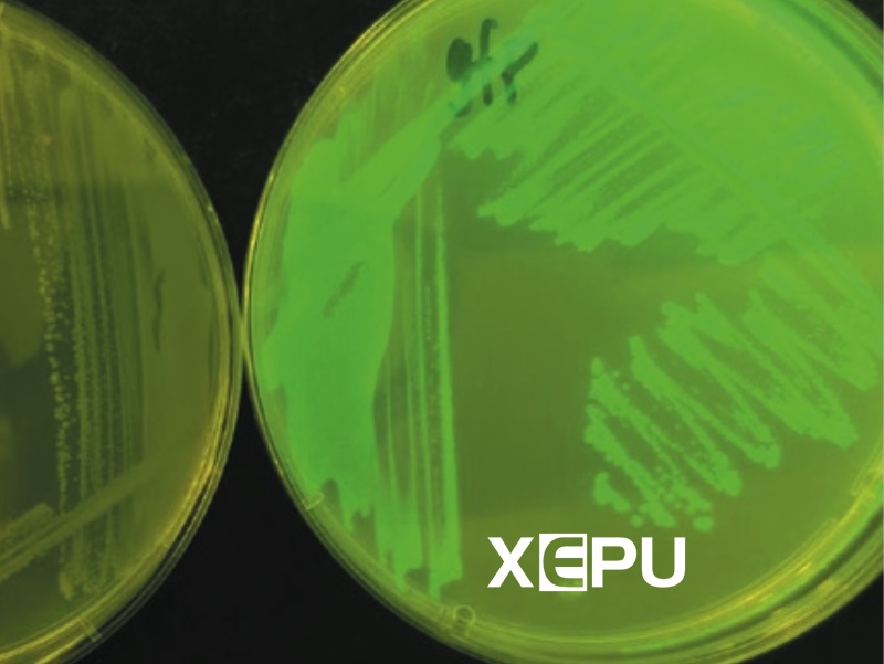 Detection of SGFP2 Green Fluorescent Protein