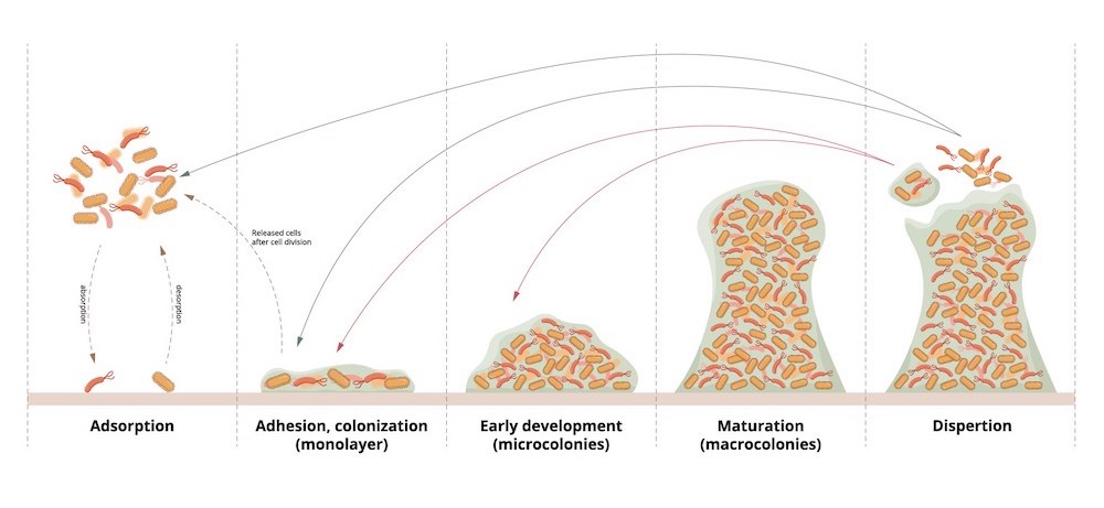 five phases of biofilm formation